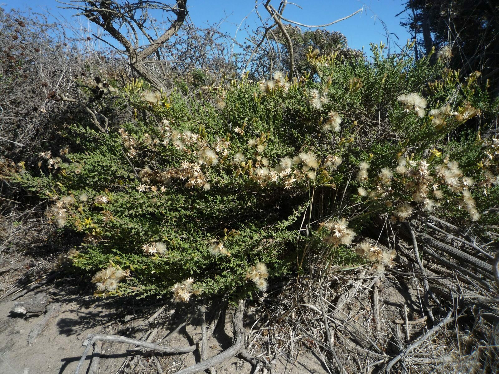 High Resolution Ericameria ericoides Plant